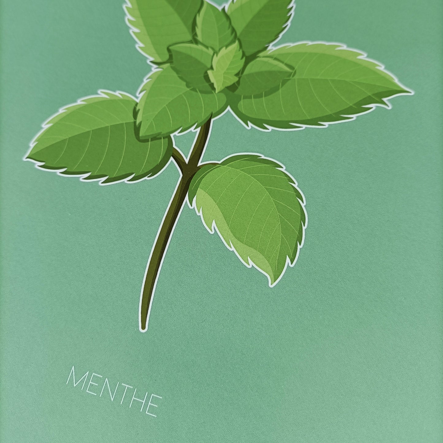Haleine Fraîche - Menthe