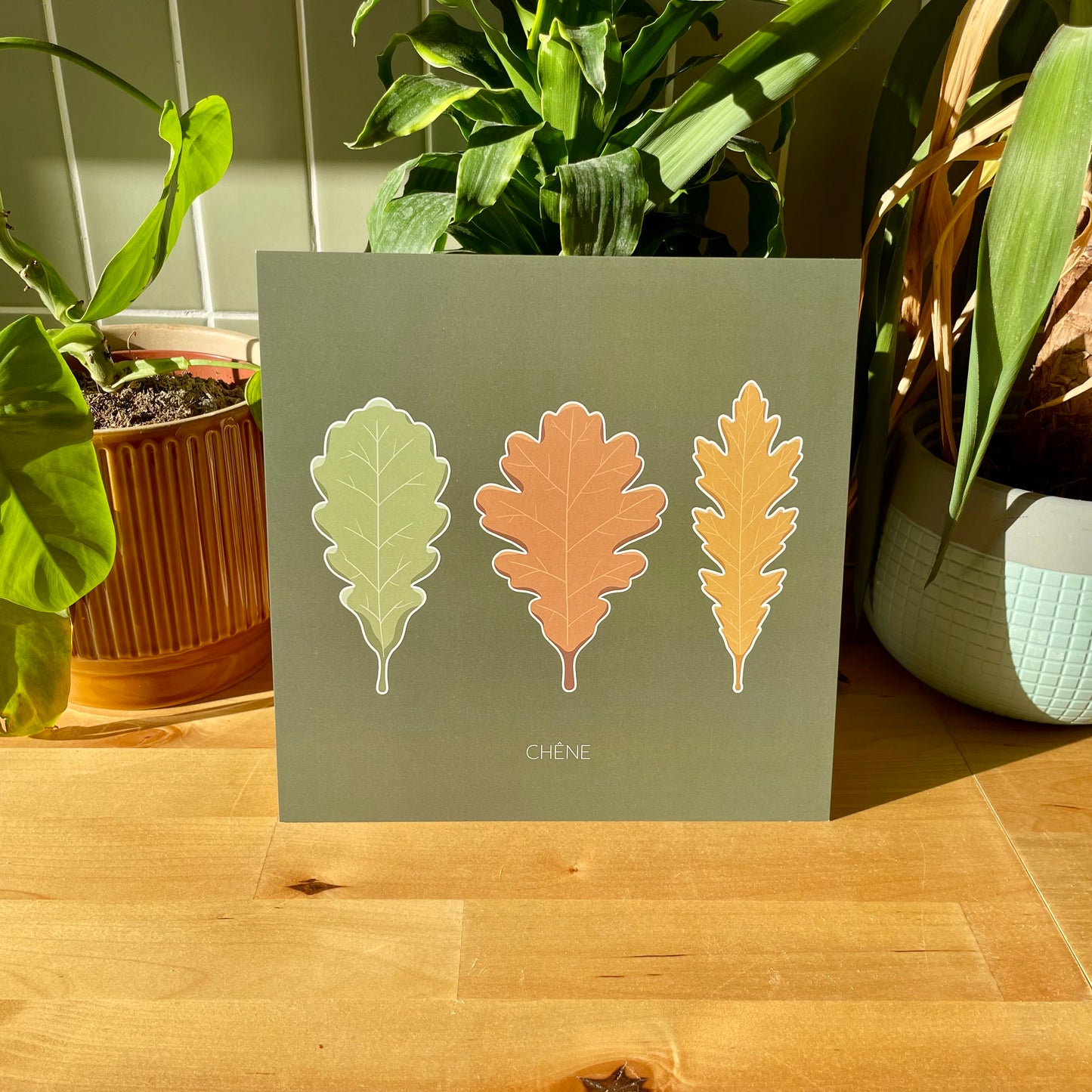 Roi de la Forêt - Chêne