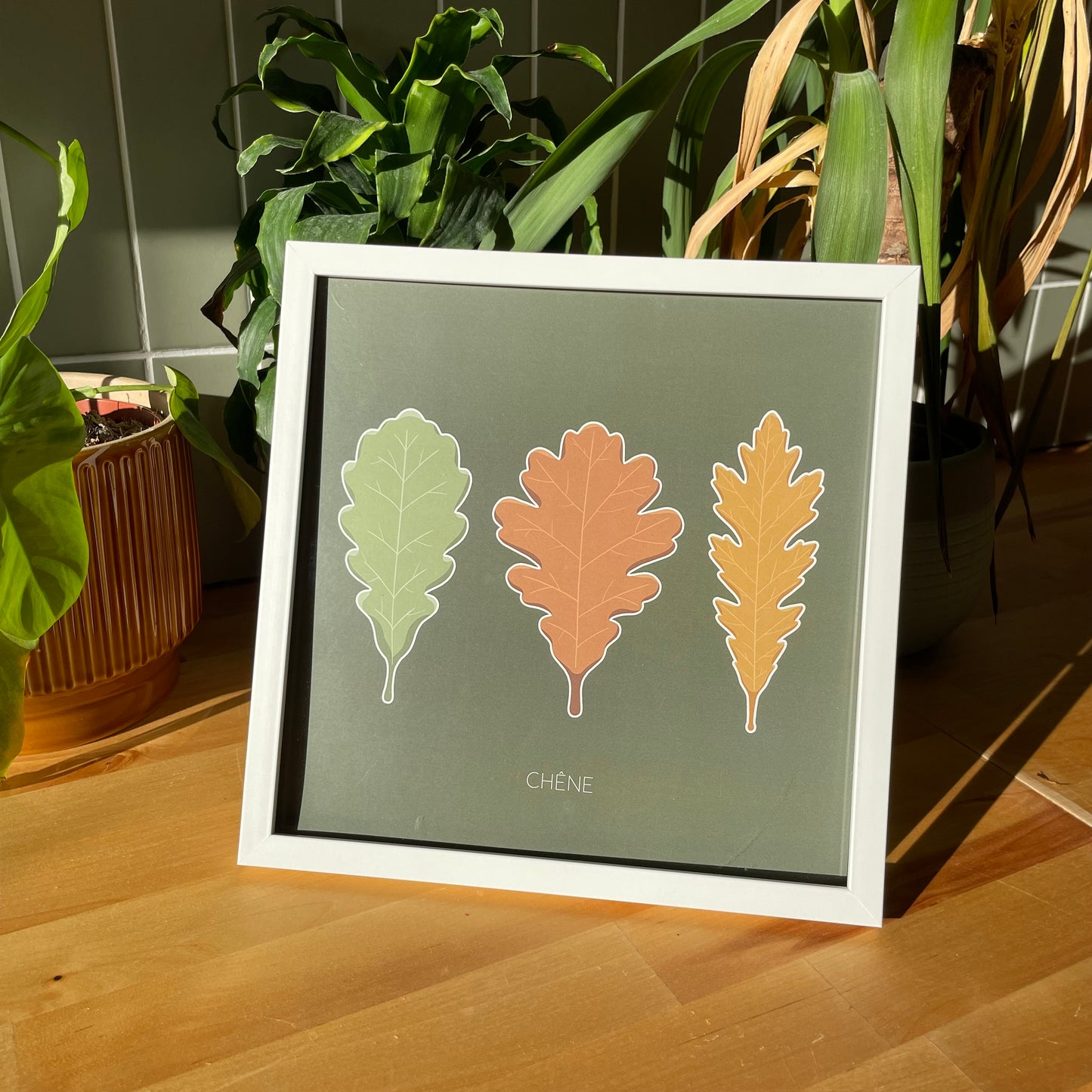 Roi de la Forêt - Chêne