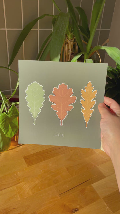 Roi de la Forêt - Chêne